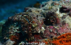 Stone fish by Jonathan Sala 